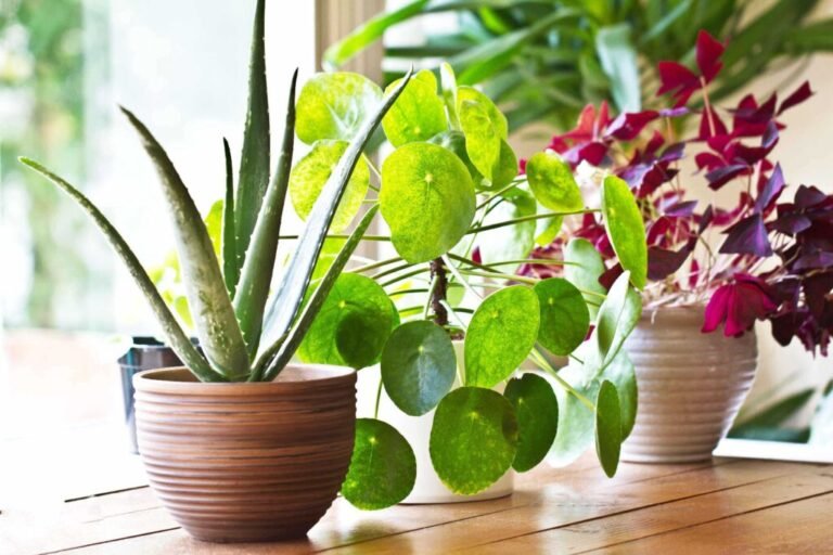 200303 indoor plants 1024x683
