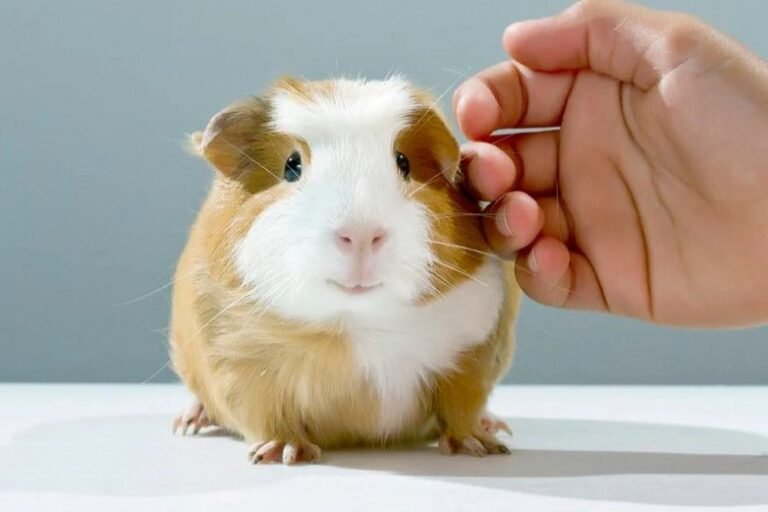 caring guinea pig