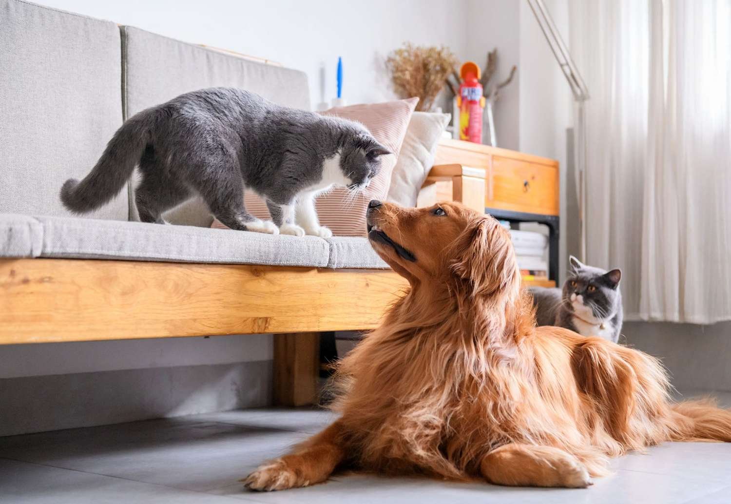 golden retriever cats 969305100 2000 370aa426cdb44b39ac6586164df24334